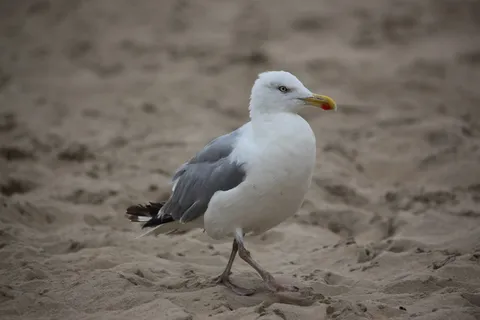 海鸥,goes,沙滩,海滩,海洋,生物,白色,焦点 海鸥,goes,沙滩,海滩,海洋,生物,白色,焦点