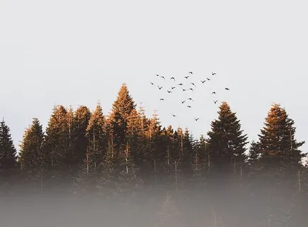 鸟群 鸟群