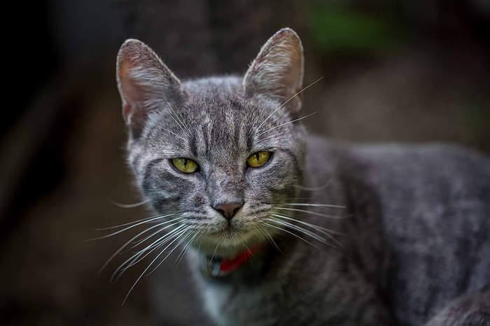 动物，动物摄影，模糊，猫，特写，猫，毛皮，小猫