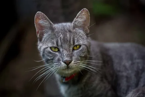 动物,动物摄影,模糊,猫,特写,猫,毛皮,小猫 动物,动物摄影,模糊,猫,特写,猫,毛皮,小猫