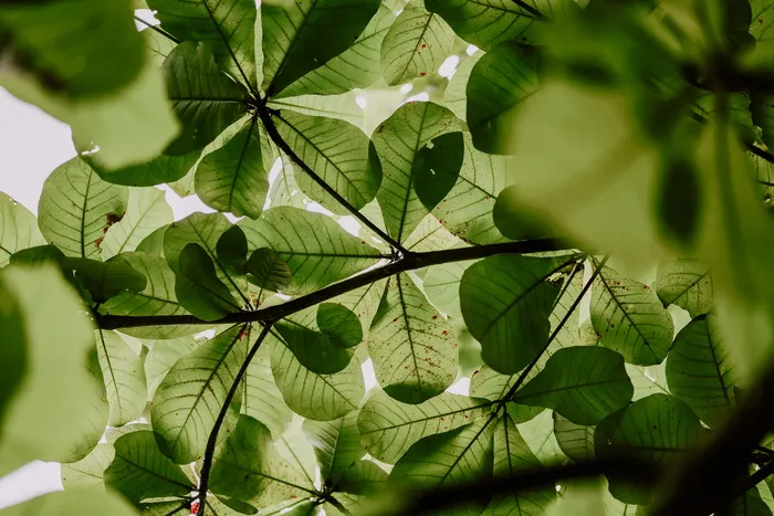 叶子，植物，纹理，树，绿色，叶子，绿色植物，自然