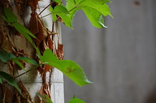 美国，阿马里洛，阿马里洛学院钟楼，水泥，死亡，植物，绿色，藤蔓