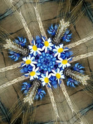 玉米花，洋甘菊，穗状花序，夏天，开花植物，花，植物，新鲜度