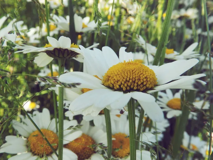 雏菊、大自然、草、花、夏天、白色、春天、关键词fotomontáž