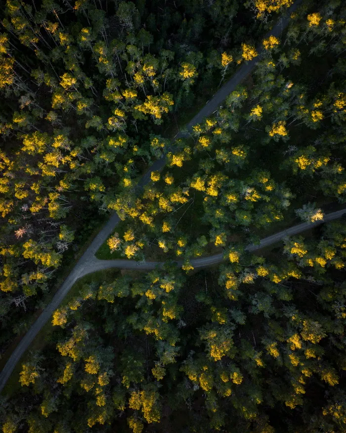 白天在森林中间​​的道路