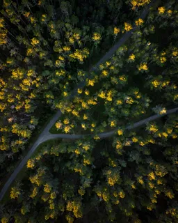 白天在森林中间的道路 白天在森林中间的道路