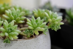 肉质，植物，绿色，生长，特写，无人，聚焦前景，盆栽