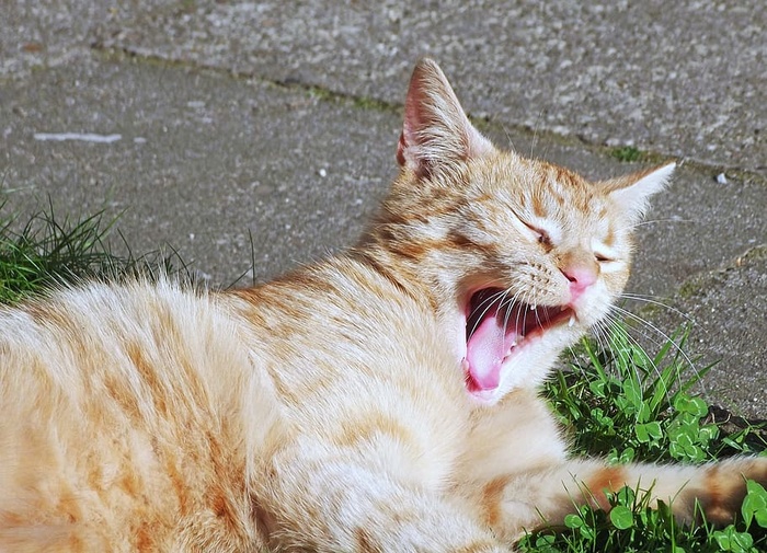橙色，斑猫，猫，打哈欠，绿色，叶子，植物，户外
