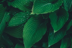 特写，露水，绿色，树叶，植物，潮湿，自然，树叶