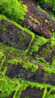 印度，帕纳马拉姆，帕纳马拉姆-纳达瓦亚尔-肯尼希拉-浴场，绿色，植物，生长，自然，没有人