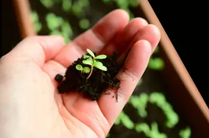 植物，播种，生长，生长托盘，幼苗，园艺，绿化，花盆