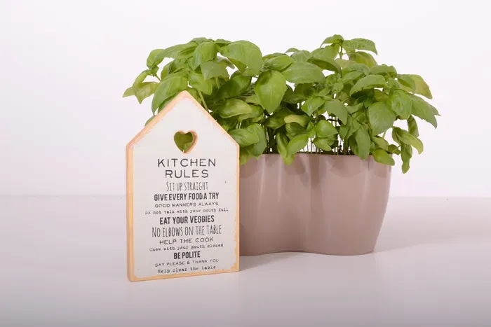 植物, 花盆, 绿色, 成长, 园艺, 锅, 颜色, 多彩