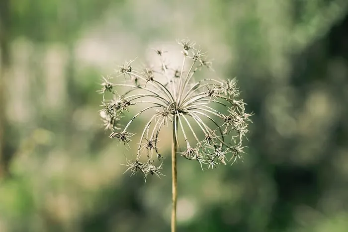自然，植物，绿色，茎，植物学，植物，关注前景，生长