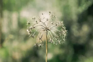自然，植物，绿色，茎，植物学，植物，关注前景，生长