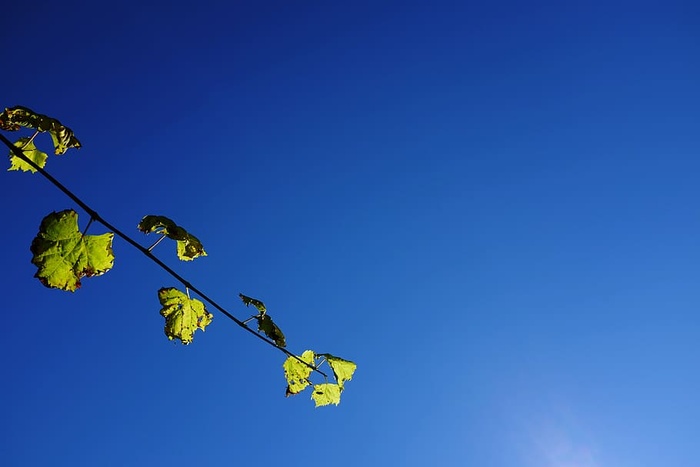 意大利，西玛莫拉，天空，太阳，藤蔓，树叶，阳光，葡萄藤