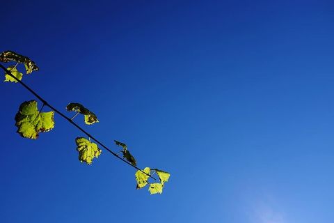 意大利，西玛莫拉，天空，太阳，藤蔓，树叶，阳光，葡萄藤