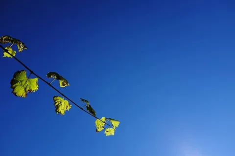 意大利，西玛莫拉，天空，太阳，藤蔓，树叶，阳光，葡萄藤