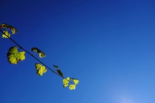 意大利，西玛莫拉，天空，太阳，藤蔓，树叶，阳光，葡萄藤