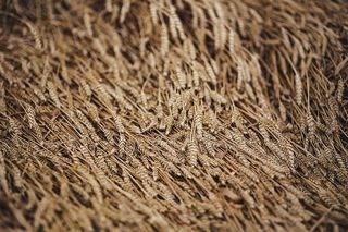 金色的谷物，夏天，金色的，金色的，谷物，田野，小麦，乡村