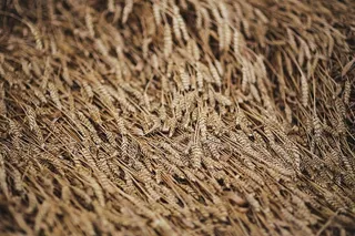 金色的谷物，夏天，金色的，金色的，谷物，田野，小麦，乡村