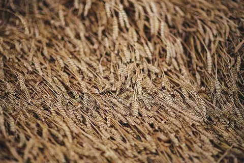 金色的谷物,夏天,金色的,金色的,谷物,田野,小麦,乡村 金色的谷物,夏天,金色的,金色的,谷物,田野,小麦,乡村