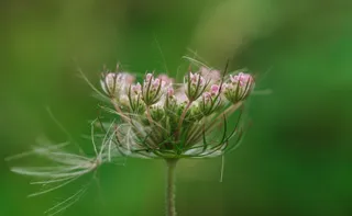 盛开的粉红色花, 植物, 开花, 花, 动物, 昆虫, 无脊椎动物, 伞形科