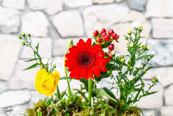 花卉，前景，特写，h，mauck，花卉，开花植物，植物