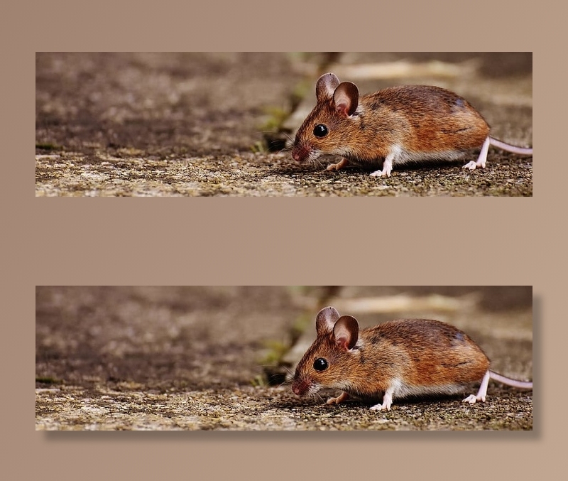 浅色，聚焦摄影，棕色，老鼠，老鼠，啮齿动物，可爱，哺乳动物
