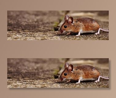 浅色，聚焦摄影，棕色，老鼠，老鼠，啮齿动物，可爱，哺乳动物