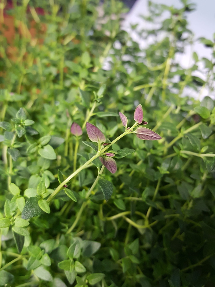 水培，蔬菜，植物，草，室内，盆栽植物，百里香，生长
