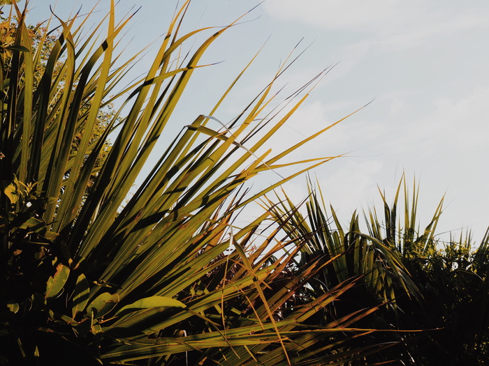 美国，西布鲁克岛，海岸，岛屿，树木，棕榈树，异国情调，棕榈树