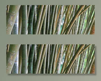 竹子，图案，条纹，植物，规则性，细节，森林，雨林