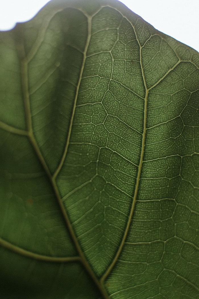 静脉、植物、叶子、蜱虫、硬币、钱、药物、羊毛