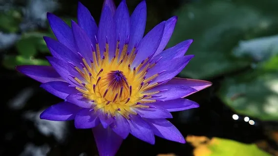 夏天,花园,花朵,池塘,美丽,盛开,植物,植物 夏天,花园,花朵,池塘,美丽,盛开,植物,植物