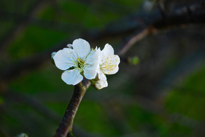 樱花，自然，六月，树，花，樱花树，簇