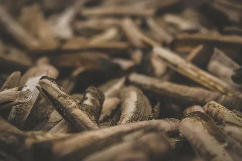 无标题，棕色，树枝，地段，海，贝壳，沙子，海滩