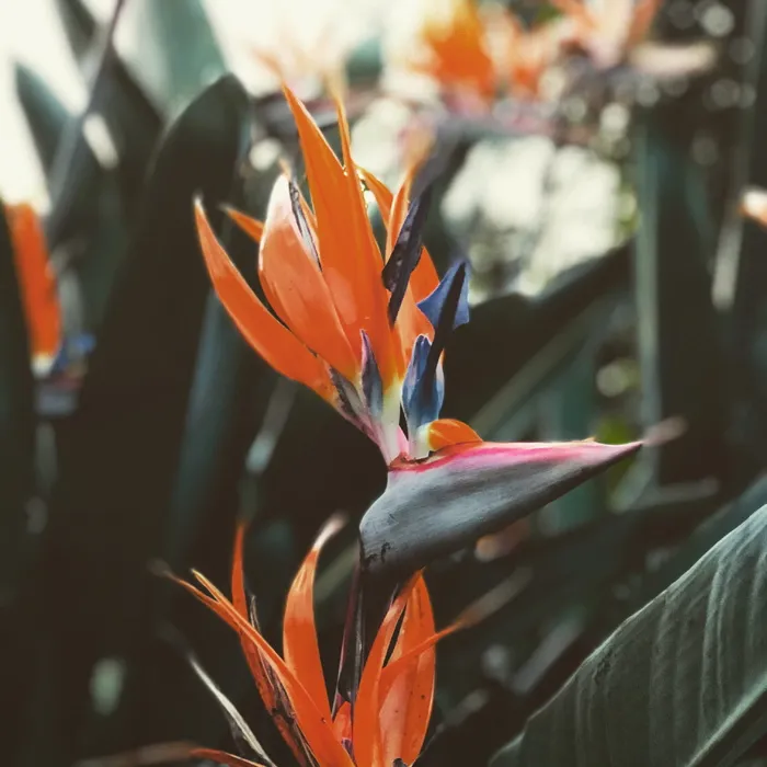橙色天堂鸟花