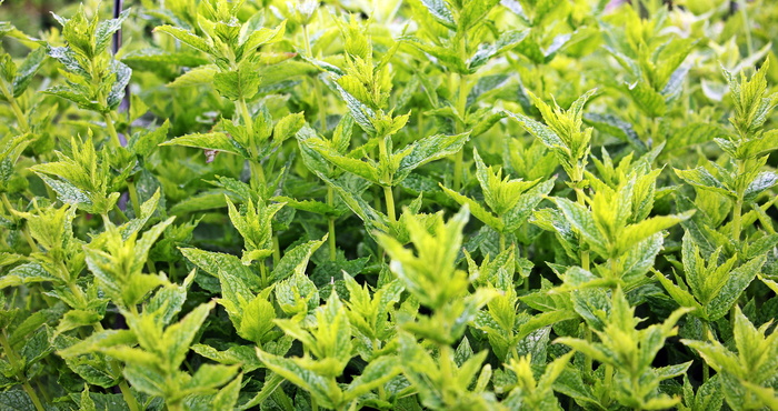 绿叶植物的特写照片