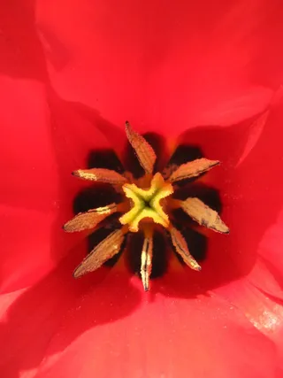 花，花，微红，红色，特写，没有人，新鲜，星形