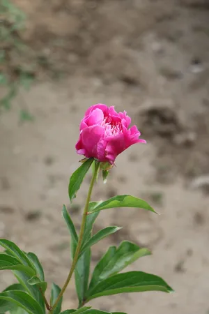 中国草本牡丹，花，粉色，开花植物，植物，自然之美，粉色，脆弱
