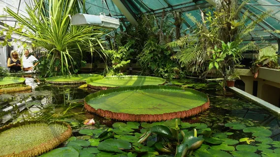 花,大睡莲,植物园,布达佩斯,植物,生长,水,叶 花,大睡莲,植物园,布达佩斯,植物,生长,水,叶