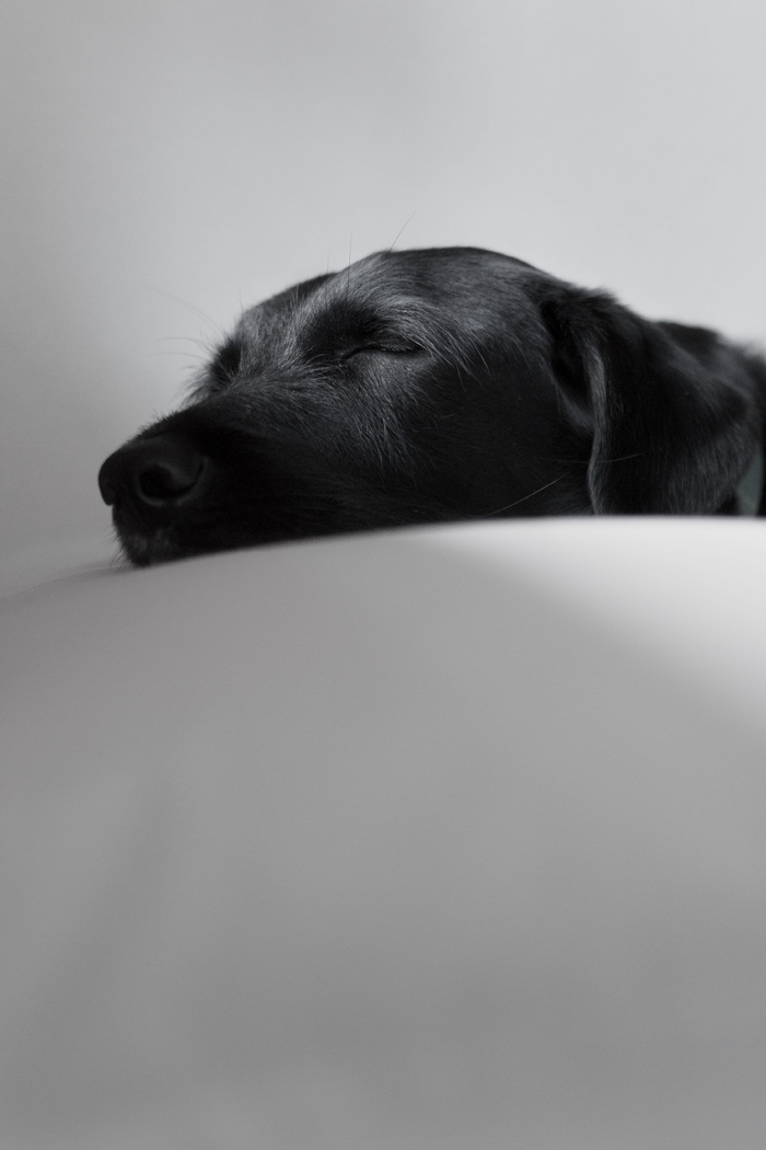 黑色拉布拉多猎犬正在睡觉