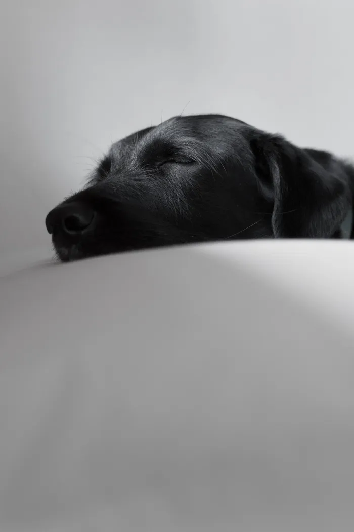 黑色拉布拉多猎犬正在睡觉