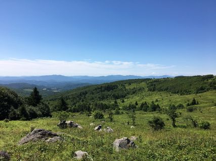 格雷森高地，弗吉尼亚州，草地，植物，自然之美，风景-自然，天空，树木