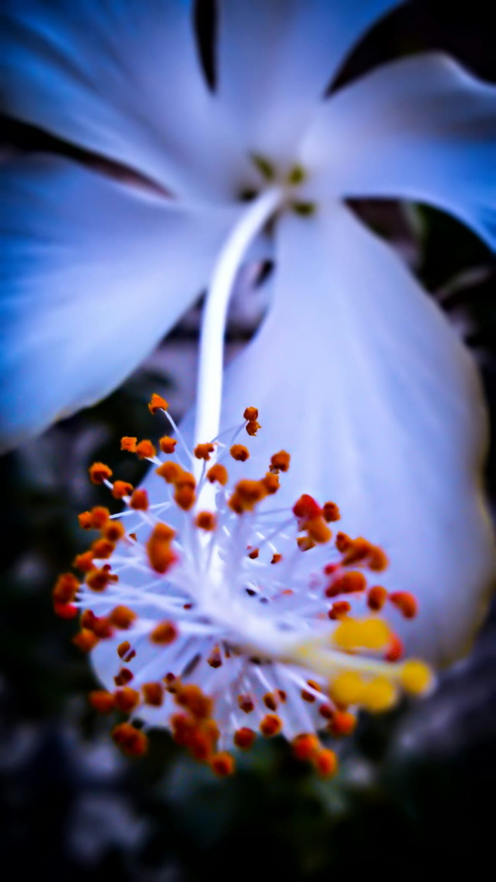 微距摄影中的白色芙蓉花