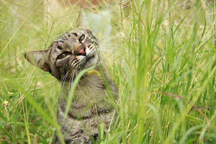 猫，小猫，宠物，动物，哺乳动物，猫，胡须，动物主题