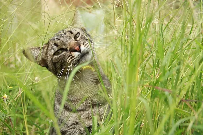 猫，小猫，宠物，动物，哺乳动物，猫，胡须，动物主题