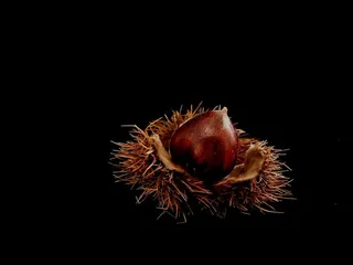 坚果、食物、冬季、棕色、秋季、黑色、自然、植物