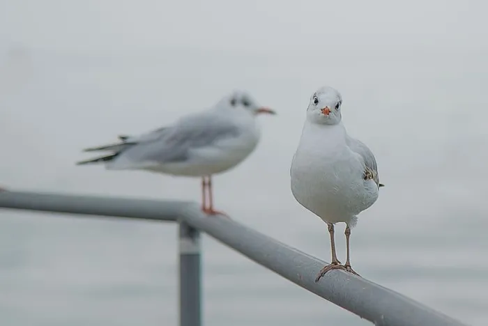 两只红嘴海鸥