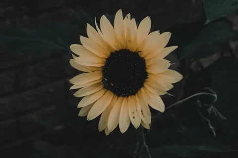 普通向日葵照片 普通向日葵照片